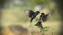 Love Is In The Air 在线接收短信验证码